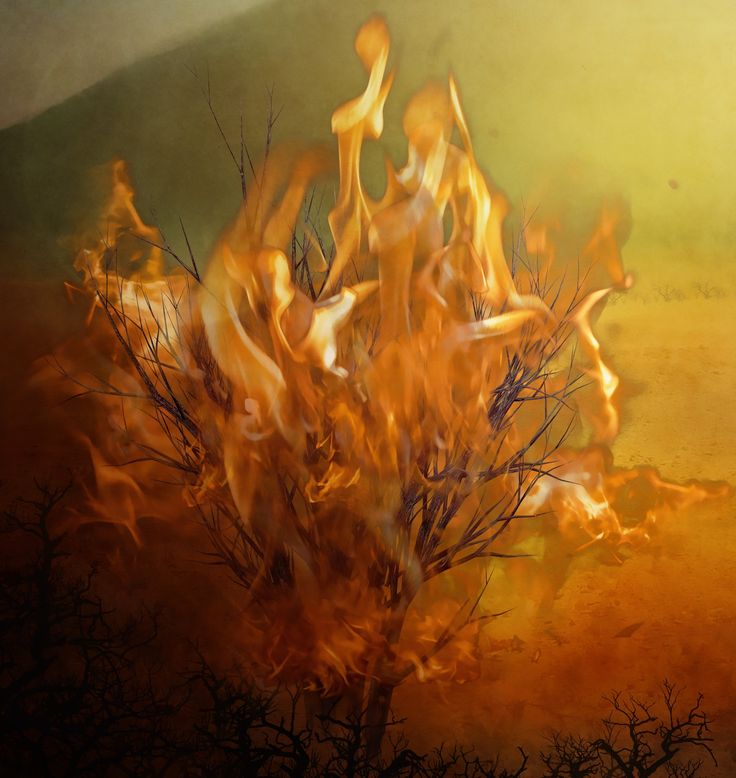 burning-bush.jpg