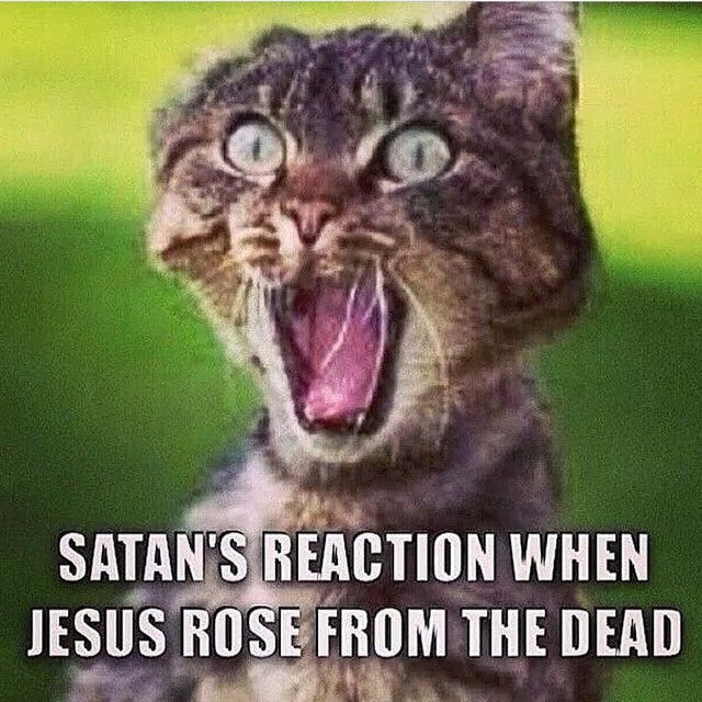 Satan Cat